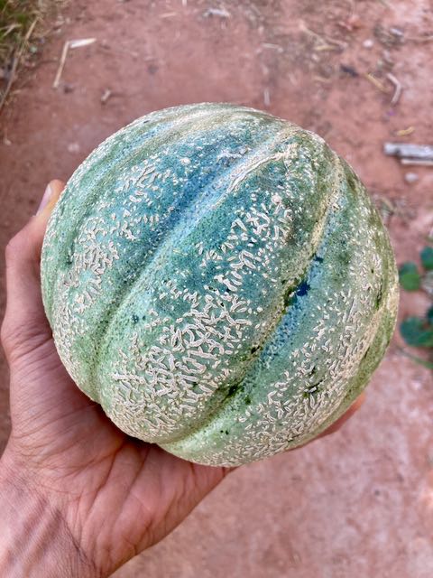 Oka Melon